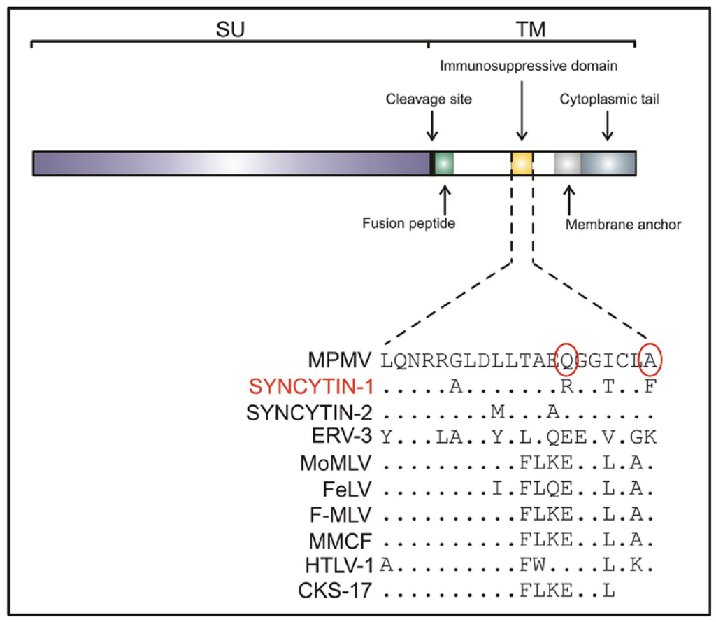 Viruses 02 01571 g001 1024