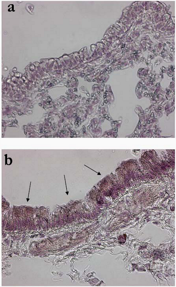Viruses 02 01577 g003 1024