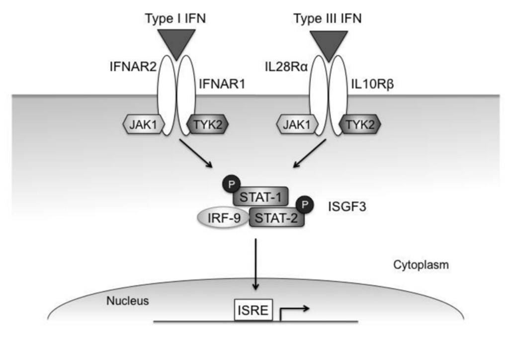 Viruses 02 01589 g002 1024