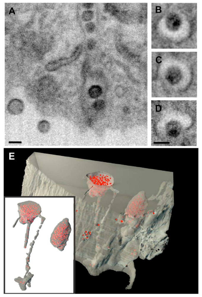 Viruses 02 01603 g001 1024