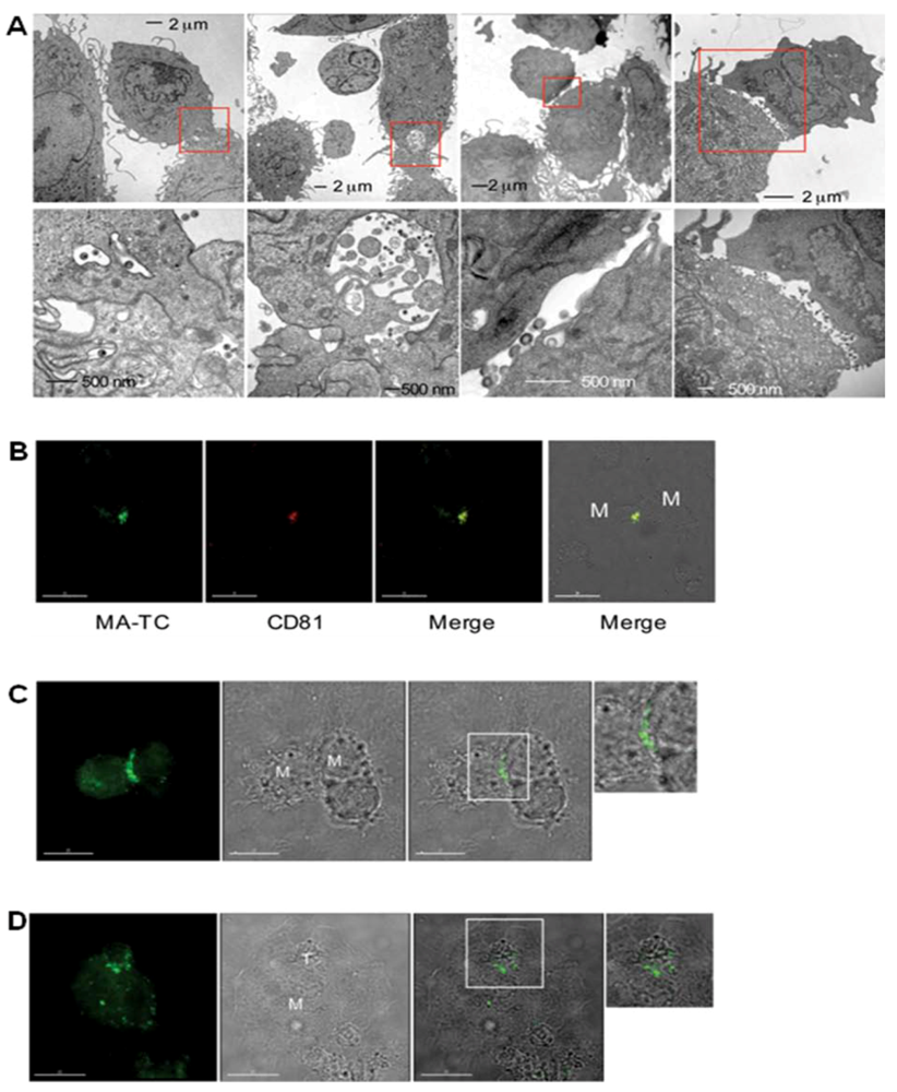 Viruses 02 01603 g003 1024