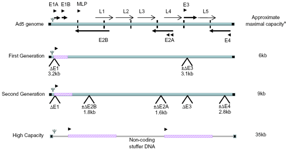 Viruses 02 01681 g001 1024