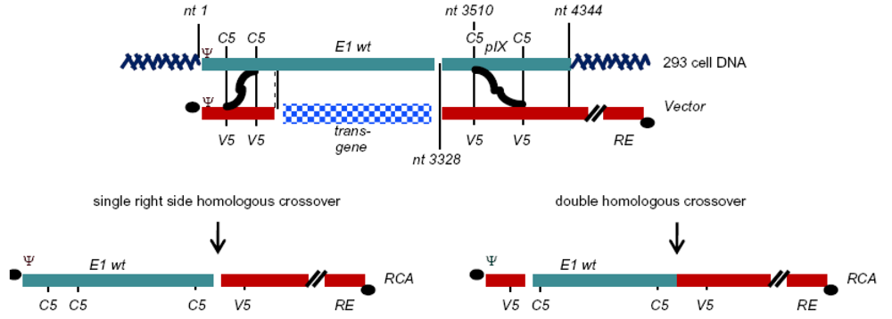 Viruses 02 01681 g002 1024