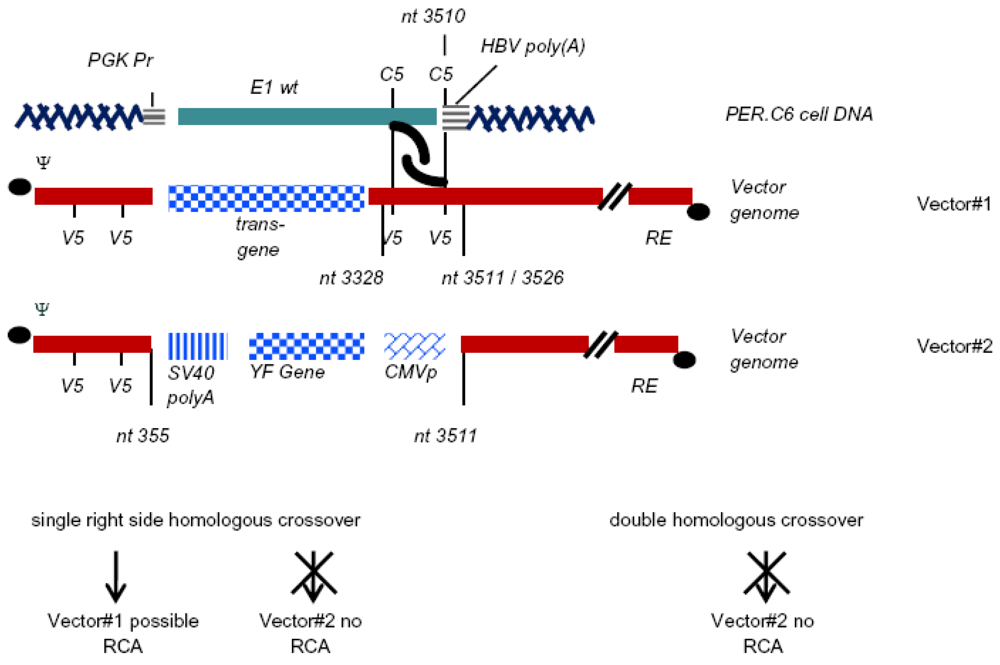 Viruses 02 01681 g003 1024