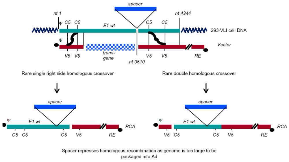 Viruses 02 01681 g004 1024