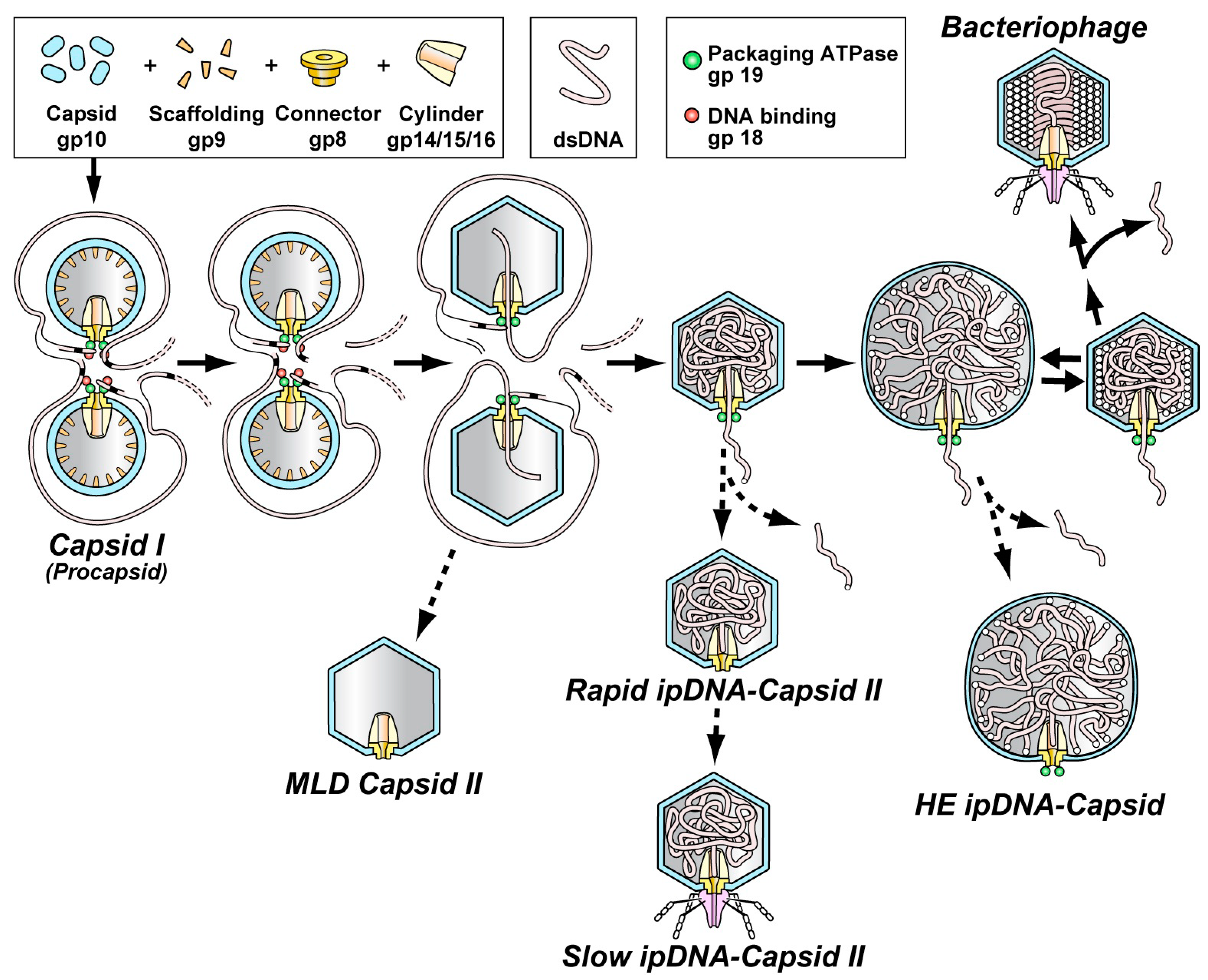 Viruses 02 01821 g001