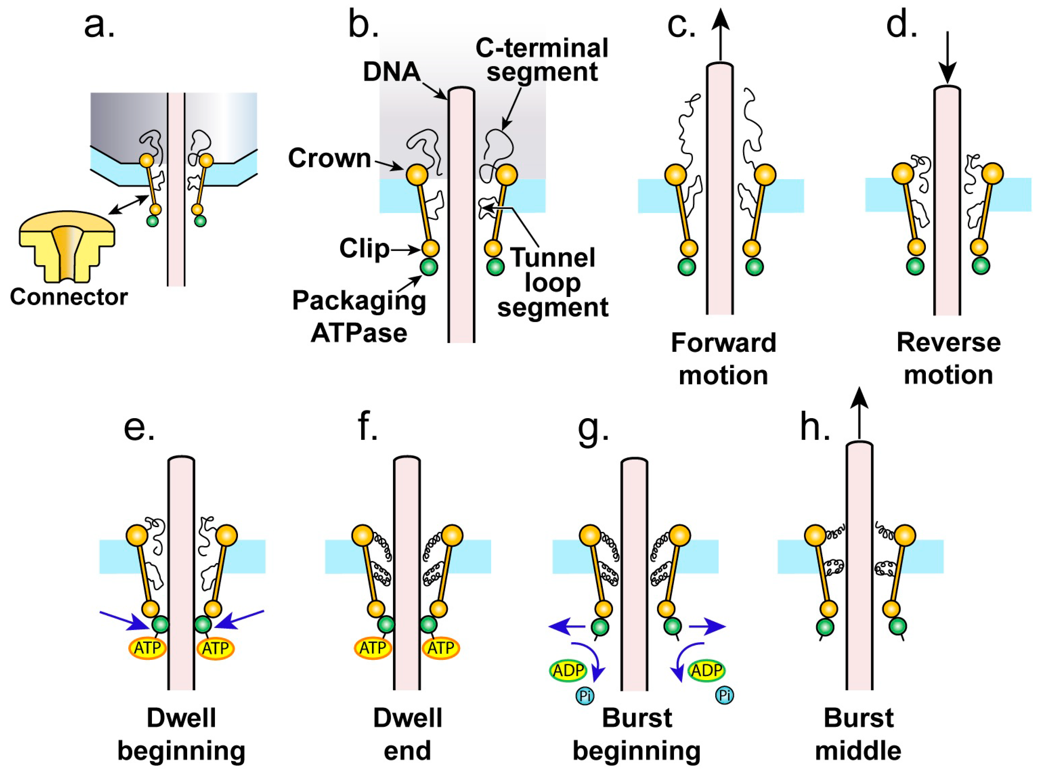 Viruses 02 01821 g002