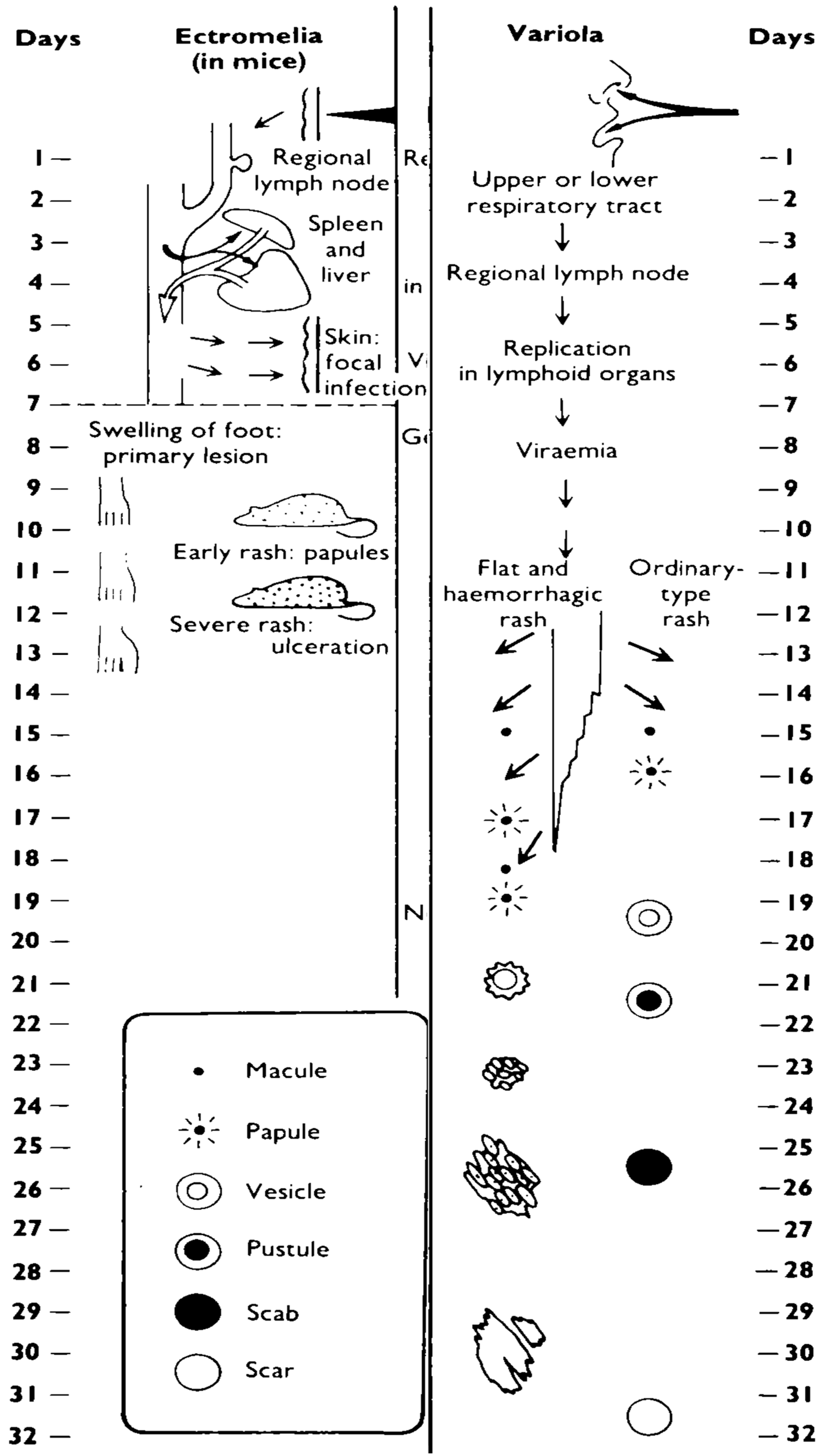 Viruses 02 01918 g001 Viruses 02 01918 g001