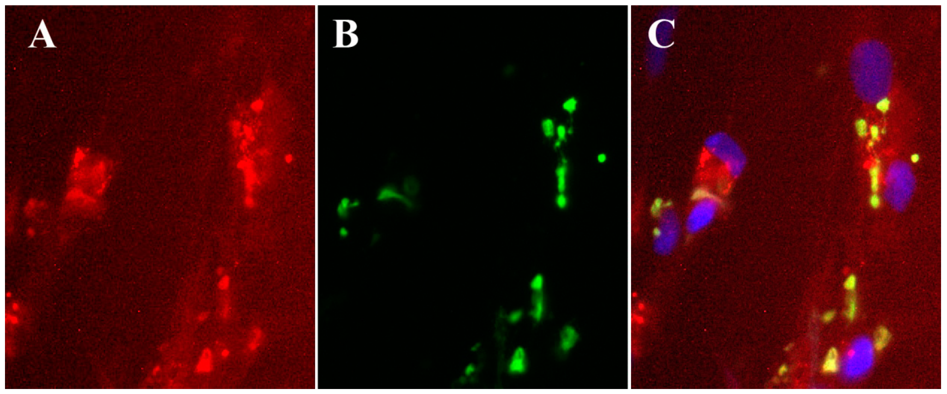 Viruses 02 01968 g003