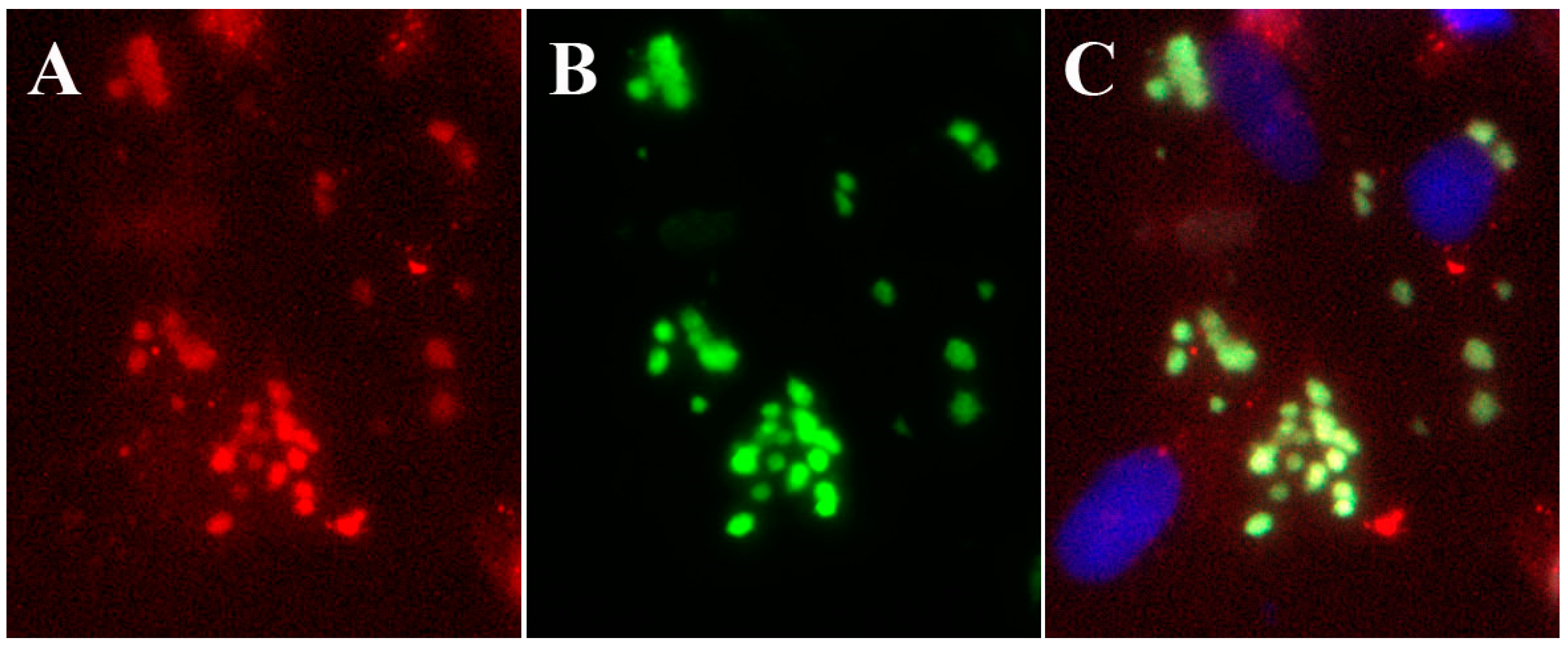 Viruses 02 01968 g004