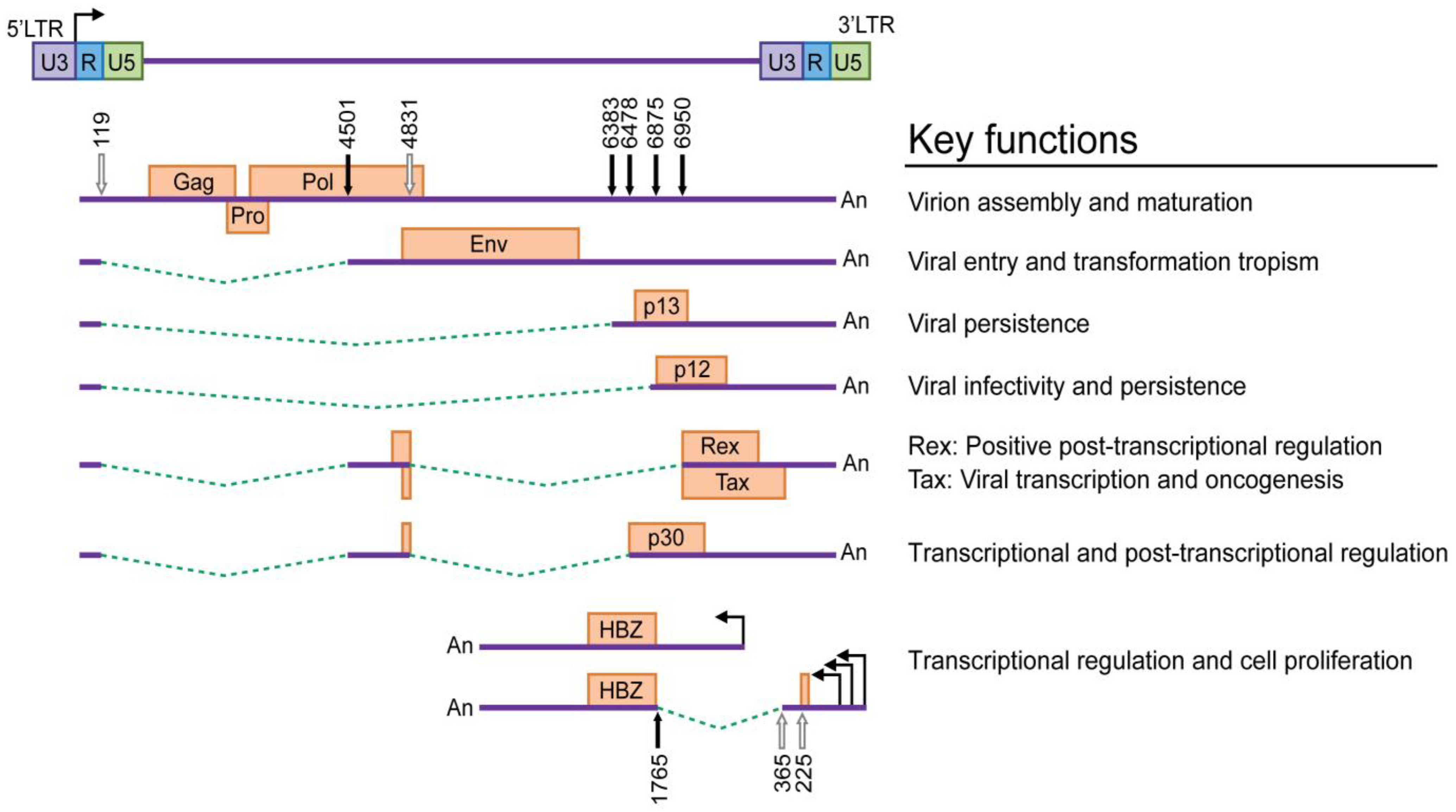 Viruses 02 02037 g001