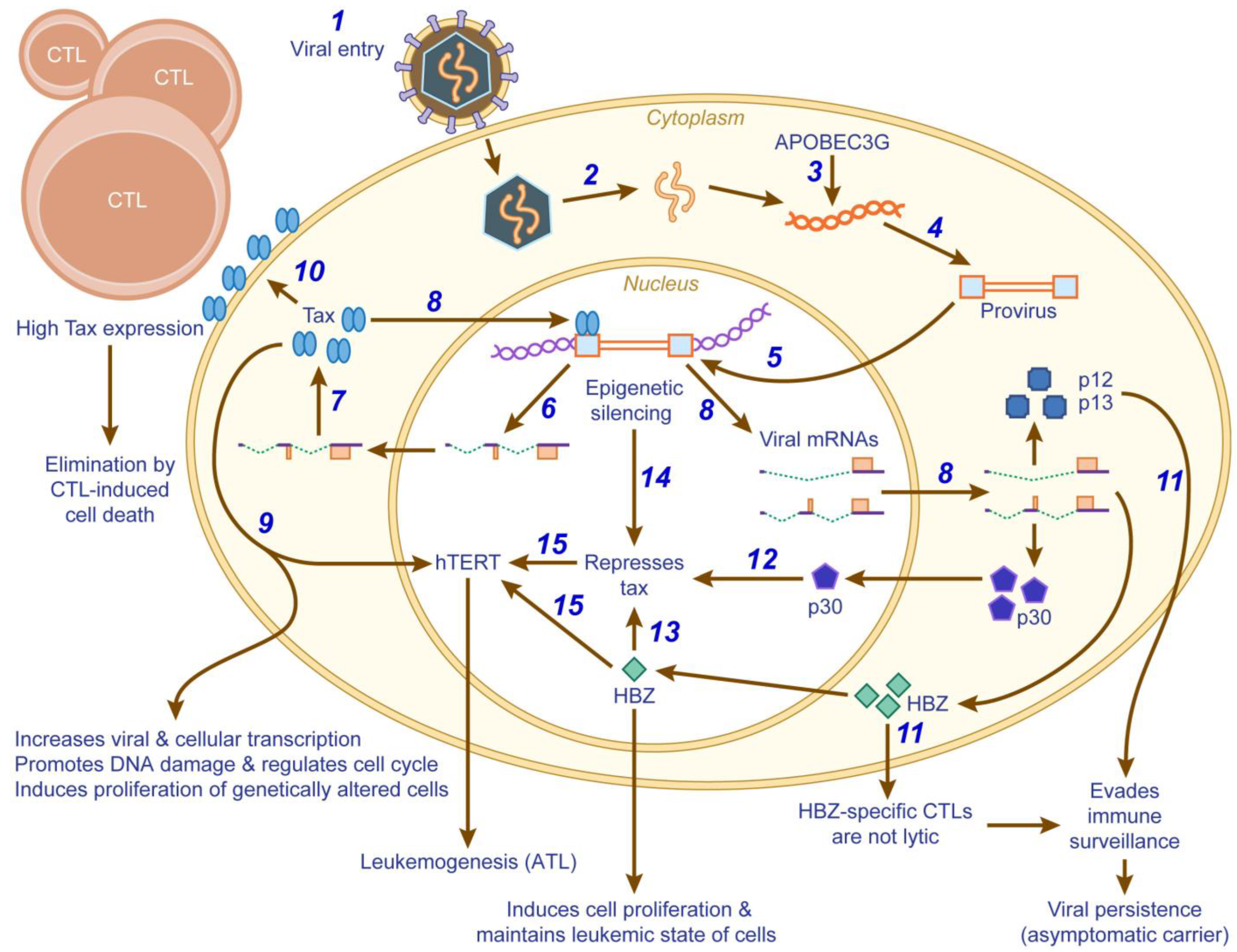 Viruses 02 02037 g002