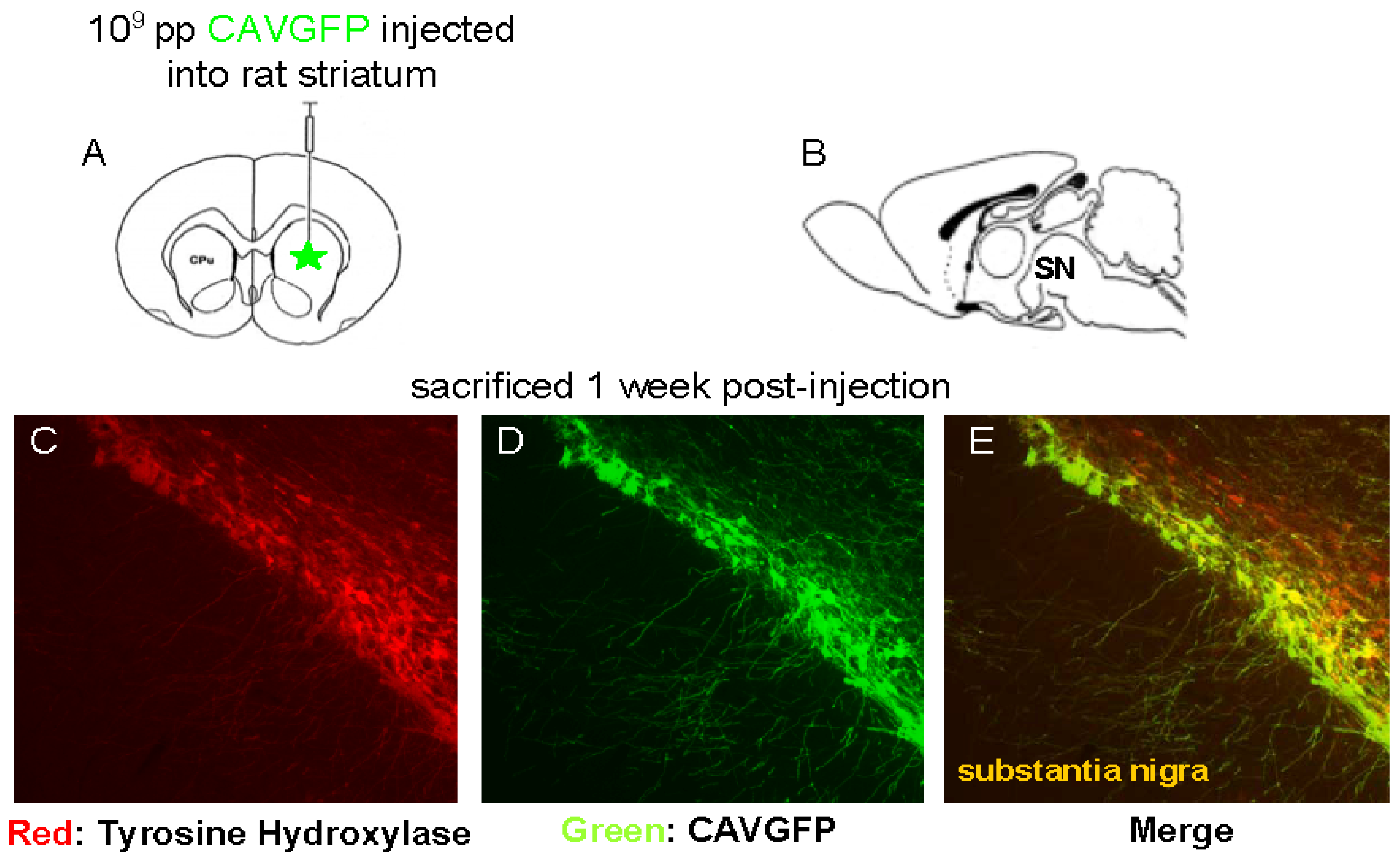 Viruses 02 02134 g001