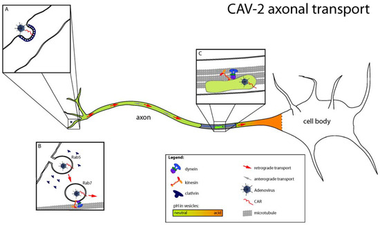 Viruses 02 02134 g002