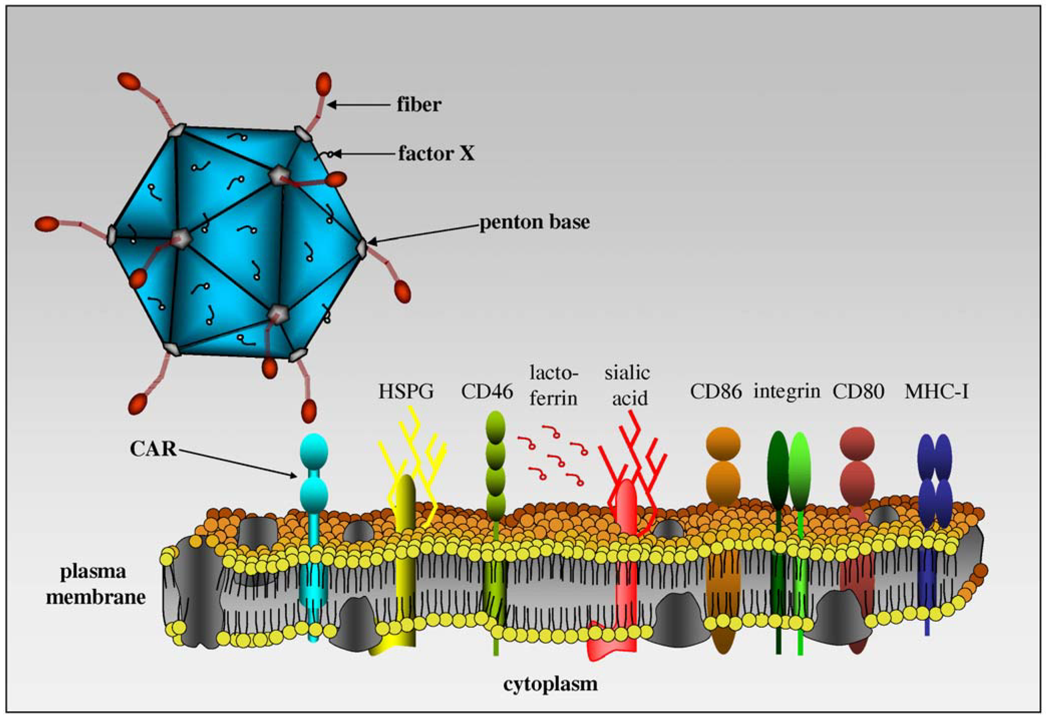 Viruses 02 02134 g003