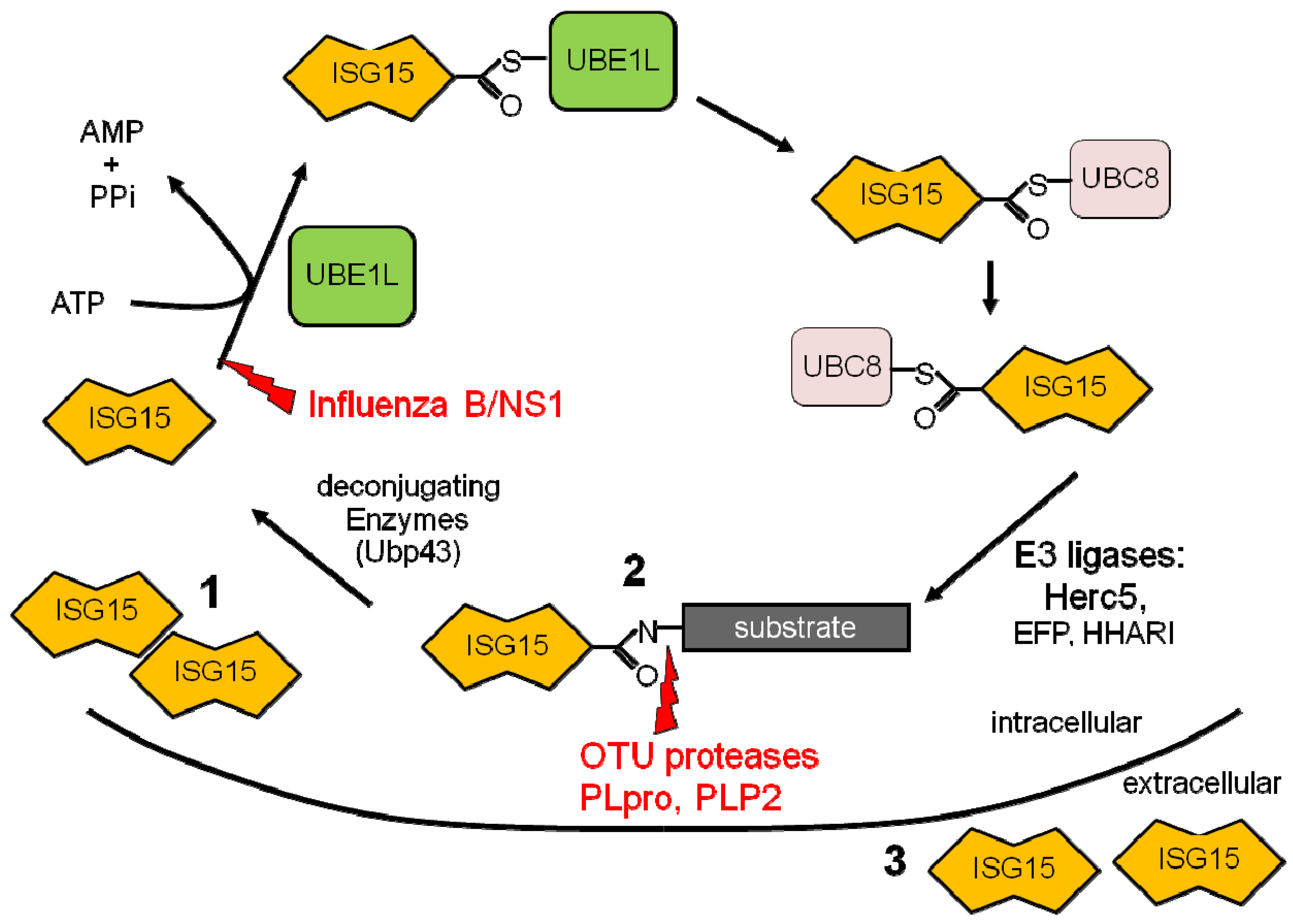 Viruses 02 02154 g001