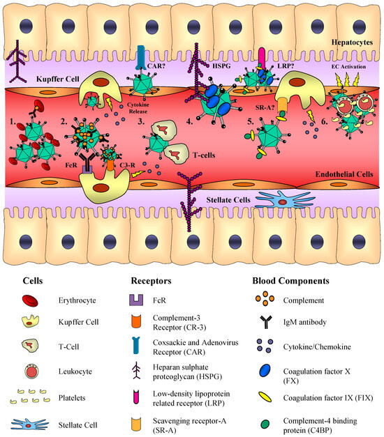 Viruses 02 02290 g003