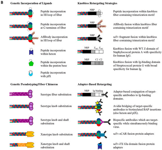 Viruses 02 02290 g004b