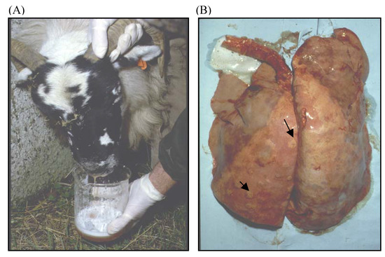 Viruses 02 02618 g004