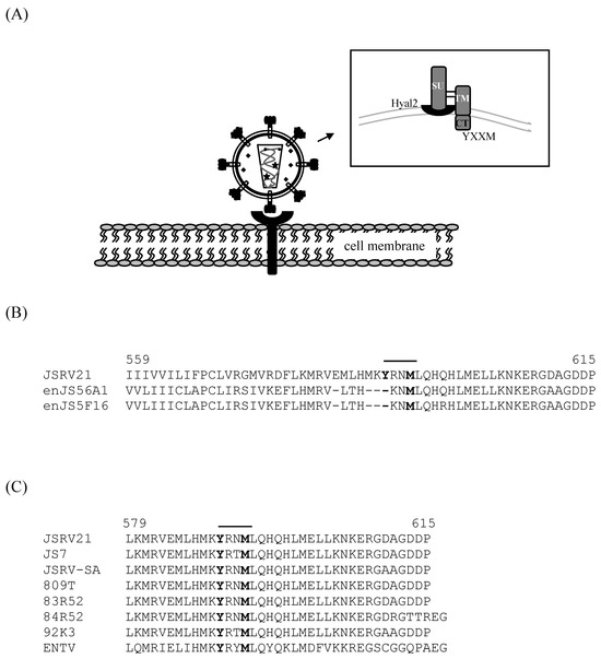 Viruses 02 02618 g007
