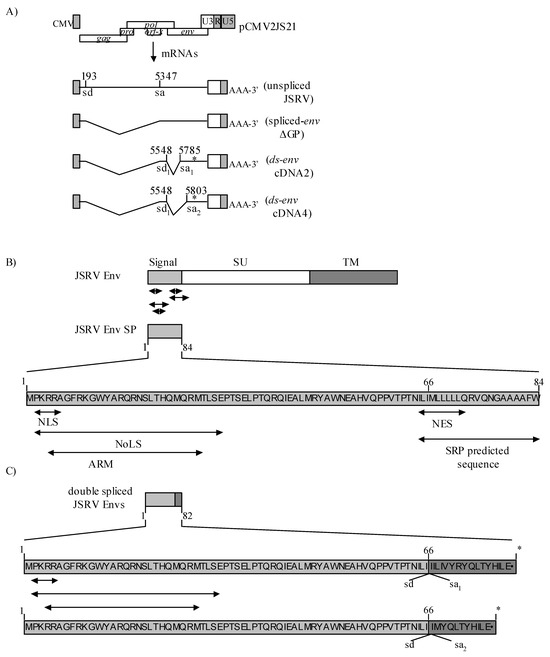 Viruses 02 02618 g009