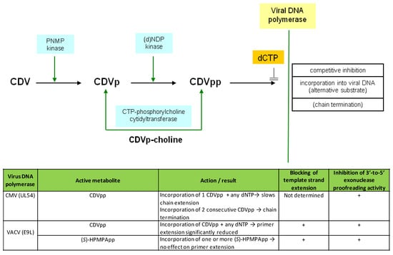Viruses 02 02803 g003