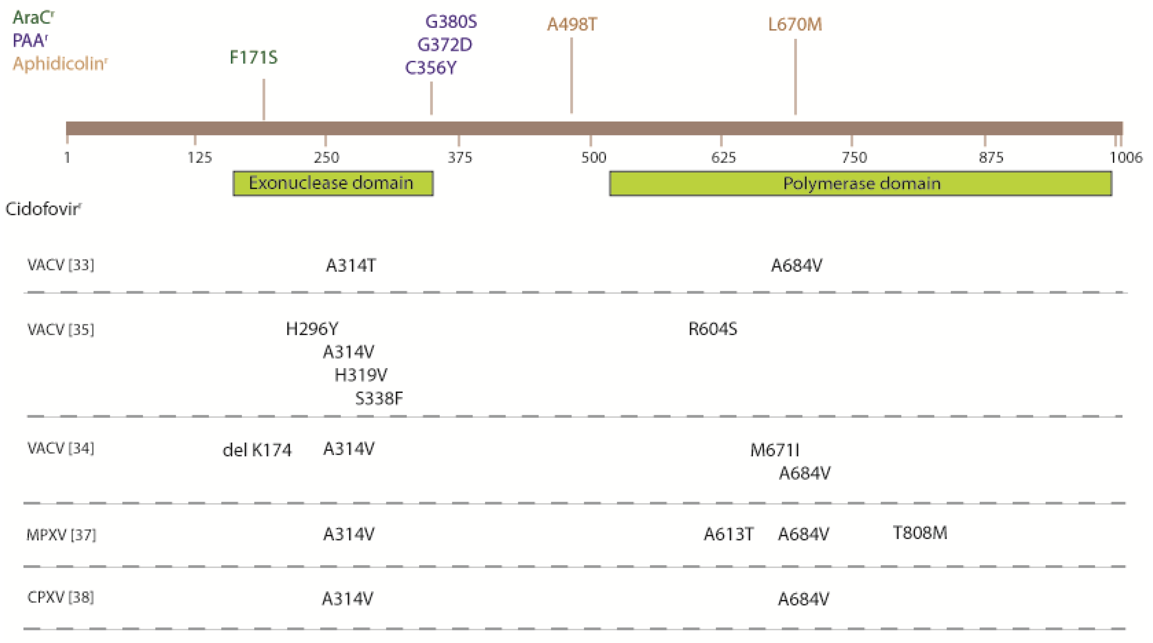 Viruses 02 02803 g004