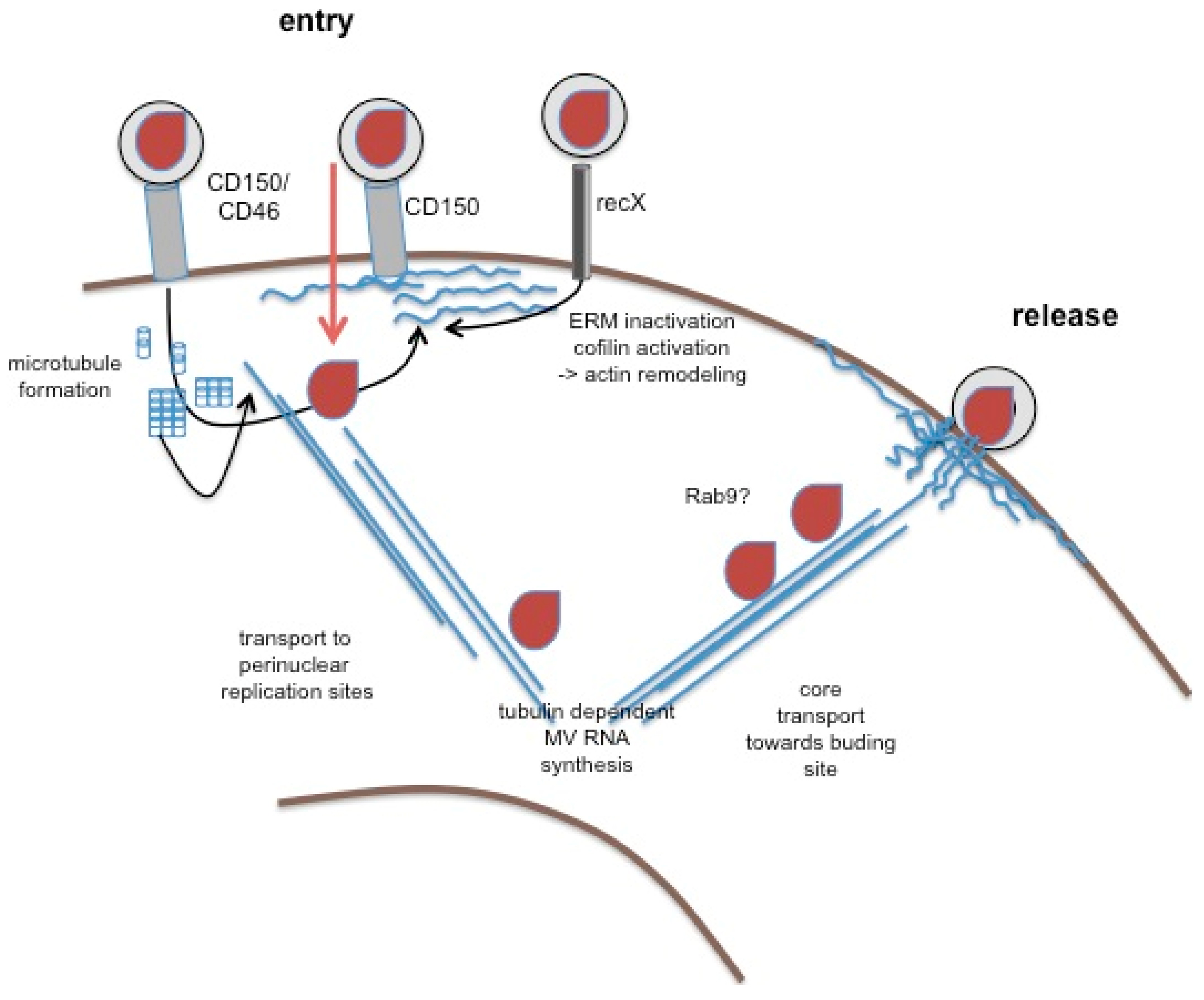 Viruses 03 00102 g002
