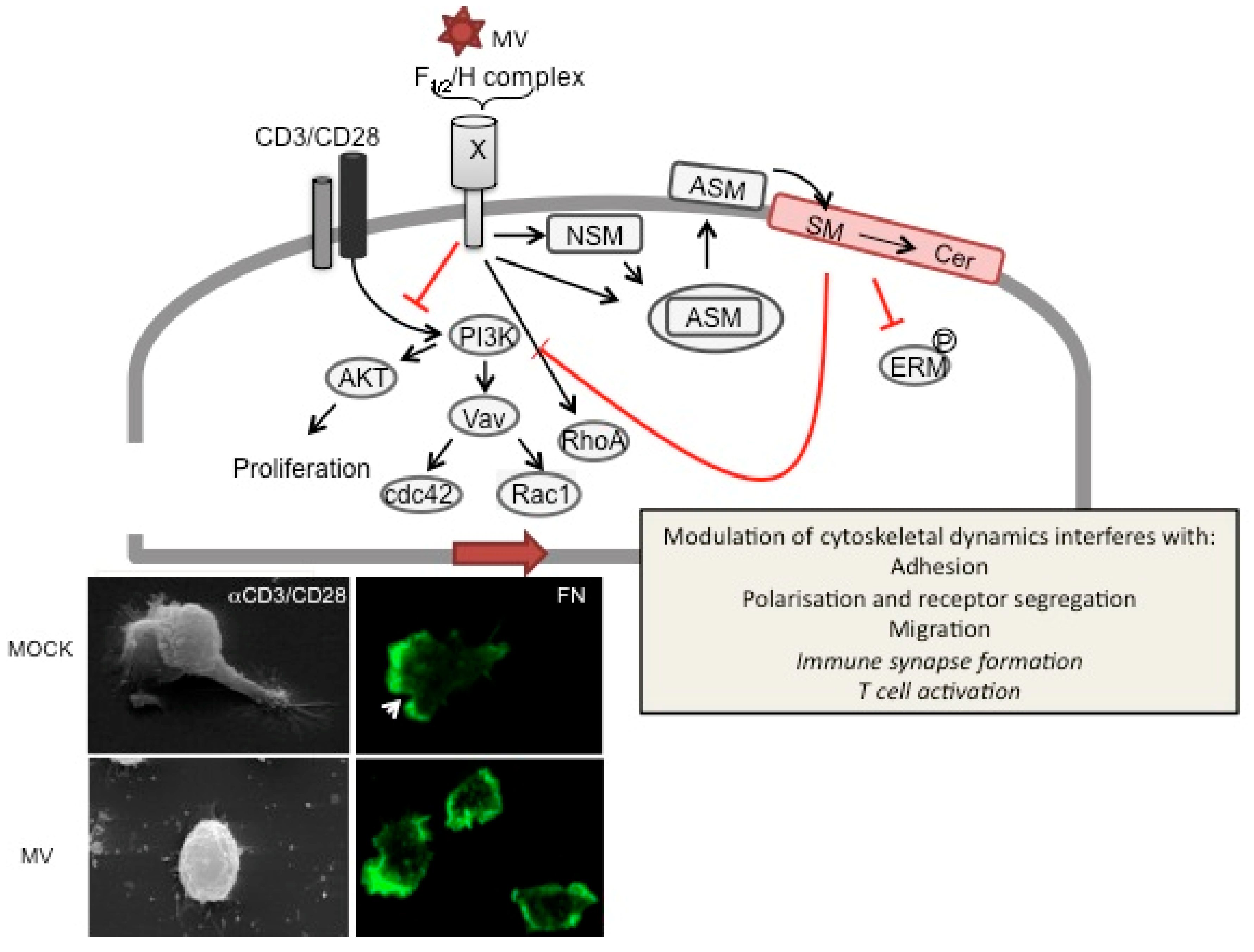 Viruses 03 00102 g003