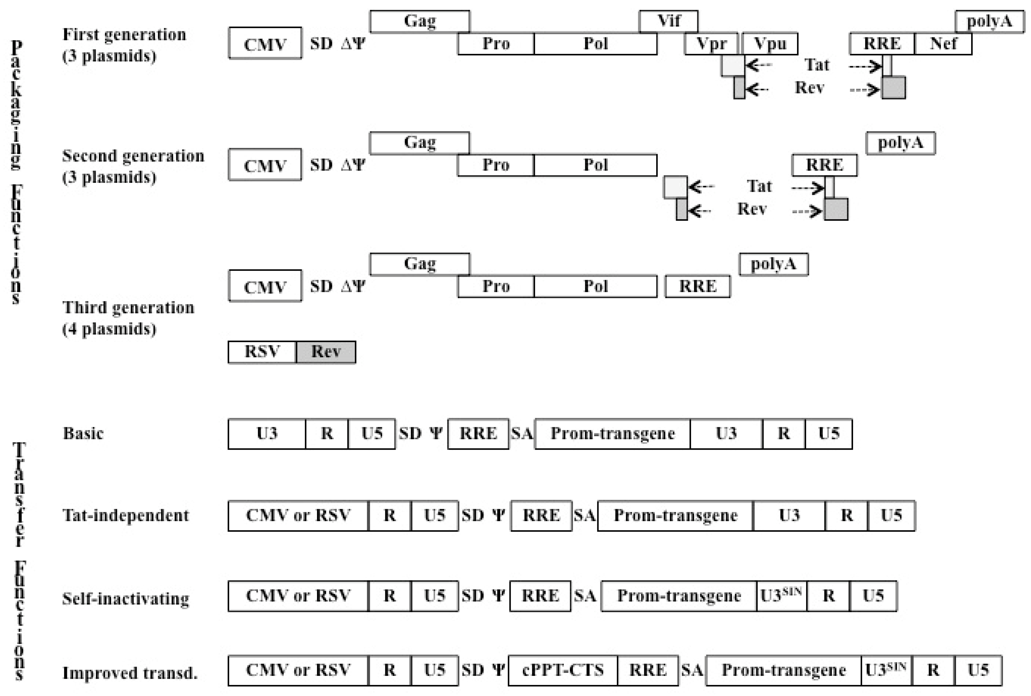 Viruses 03 00132 g001