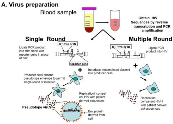 Viruses 03 00347 g001a