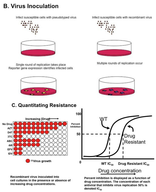 Viruses 03 00347 g001b