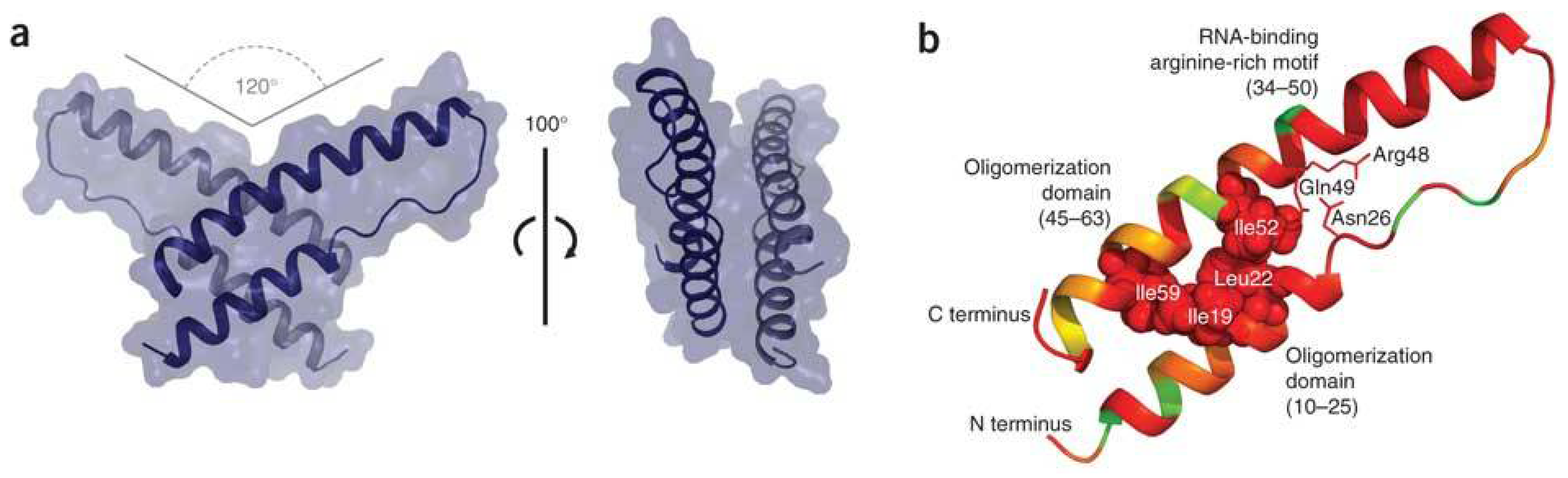 Viruses 03 00484 g001