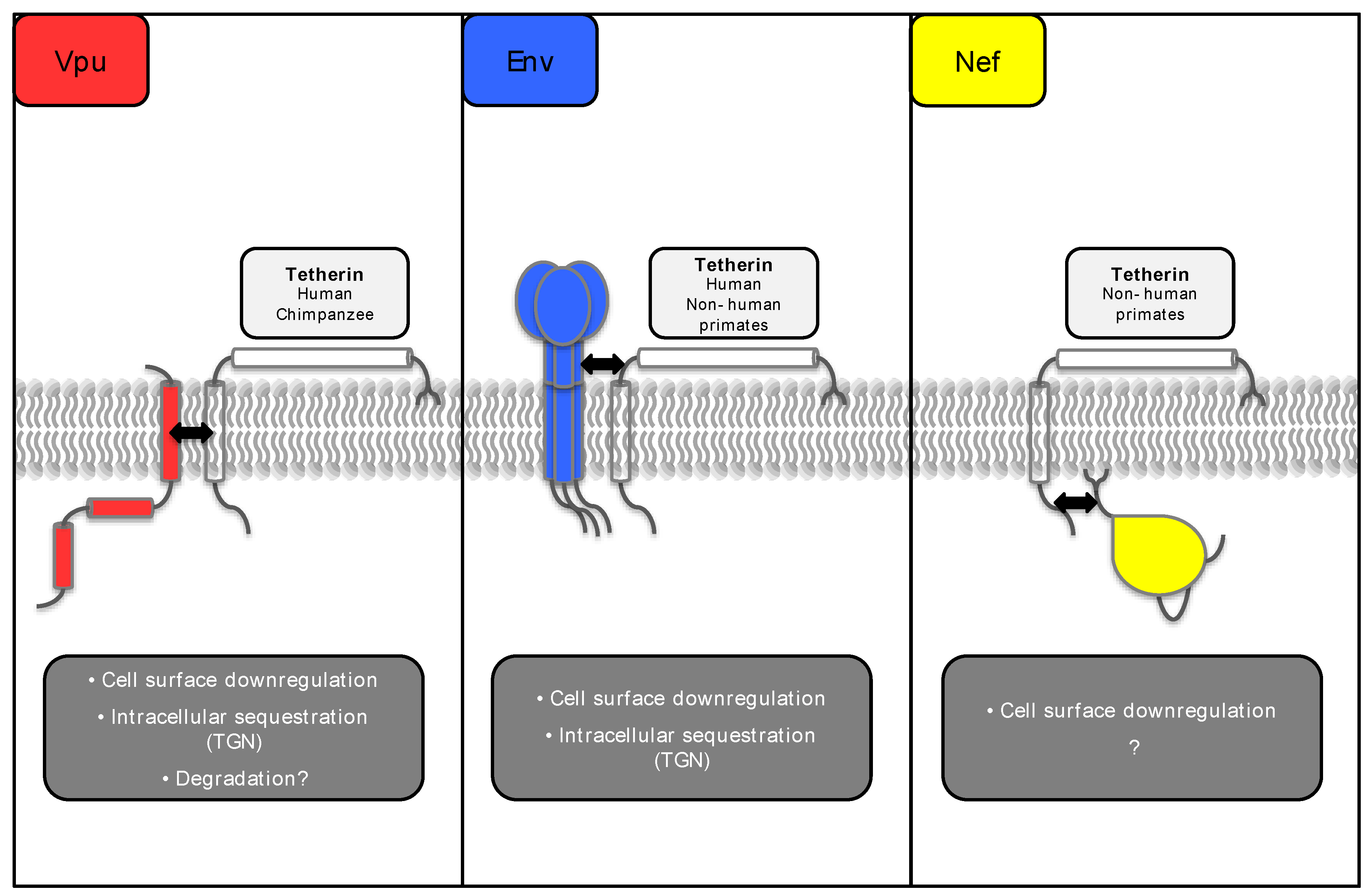 Viruses 03 00520 g002