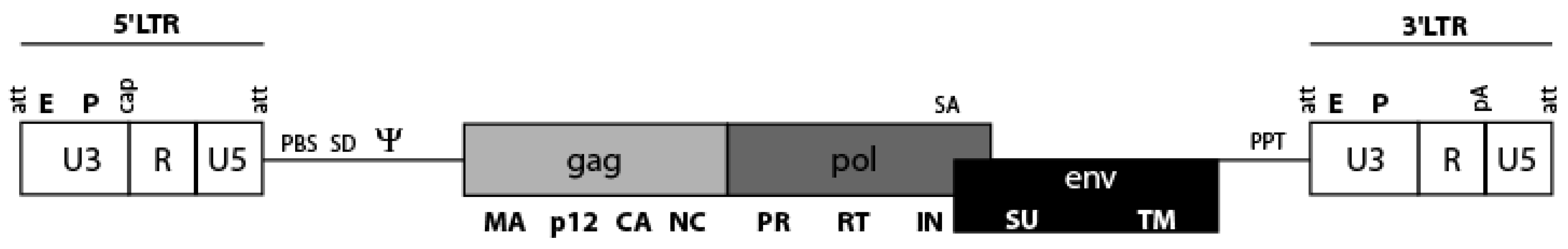 Viruses 03 00677 g001