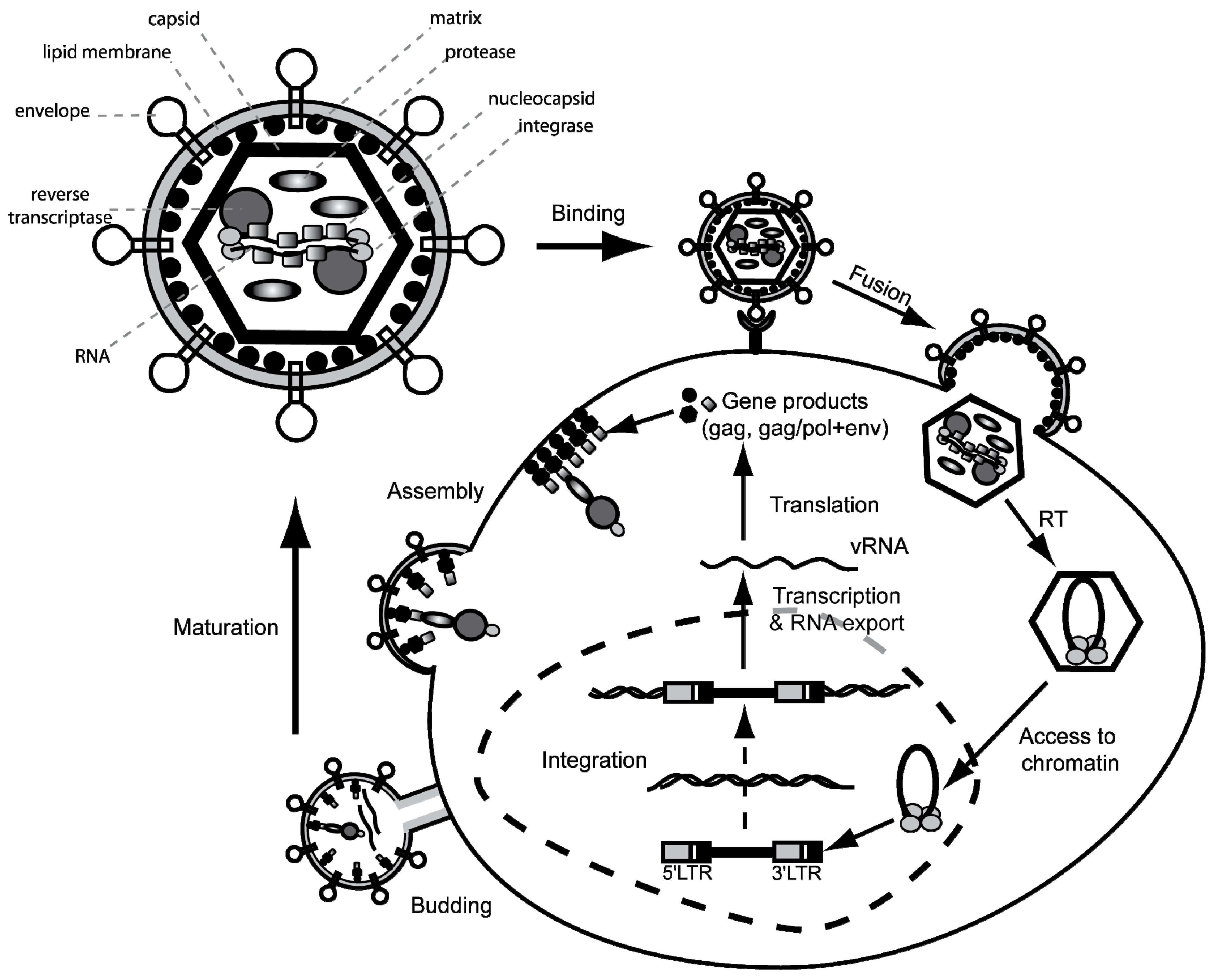 Viruses 03 00677 g002