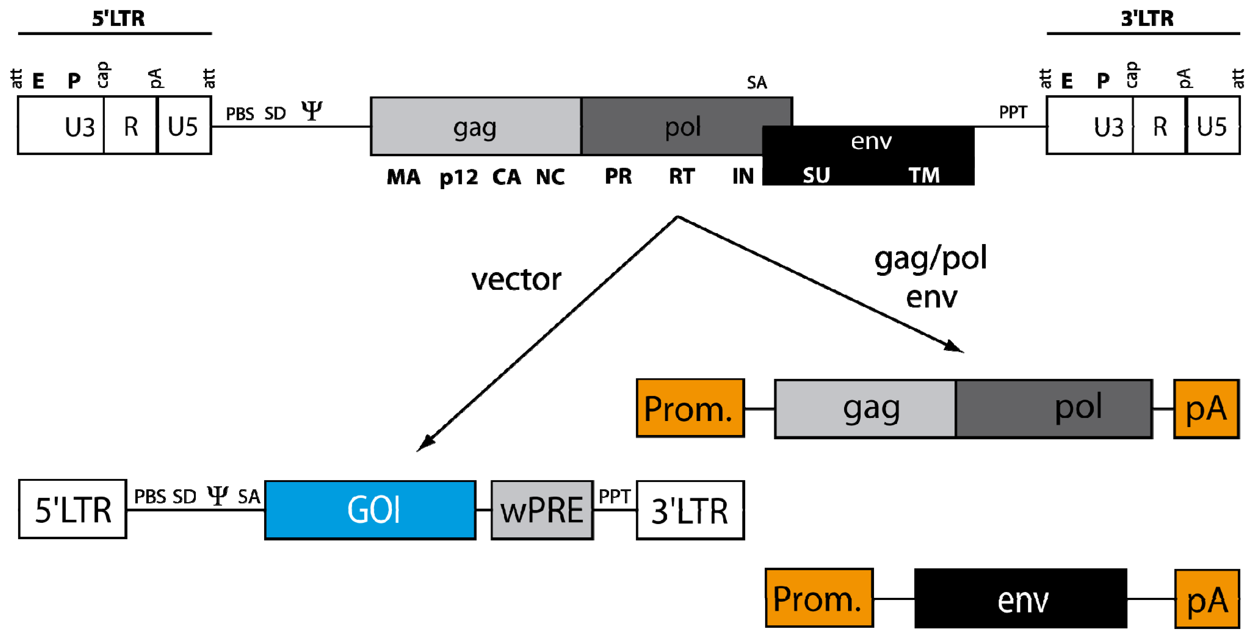 Viruses 03 00677 g003