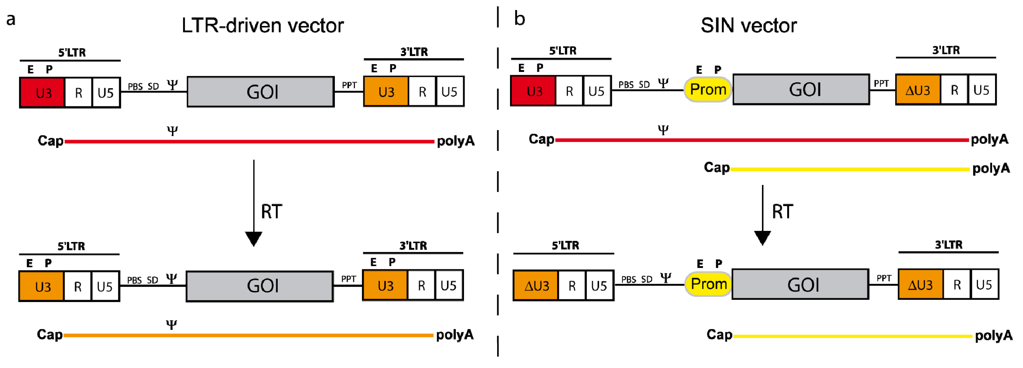 Viruses 03 00677 g004
