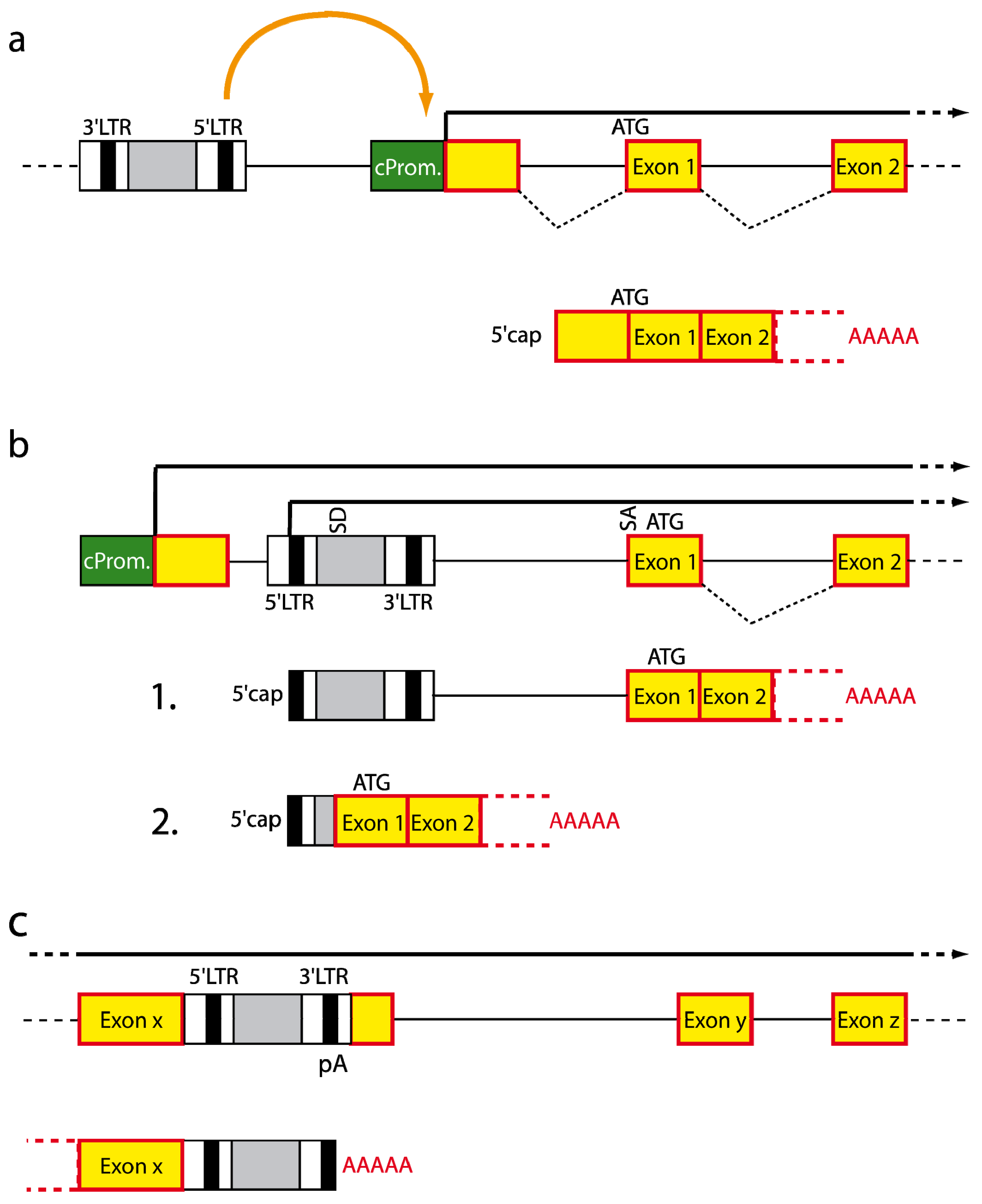 Viruses 03 00677 g006