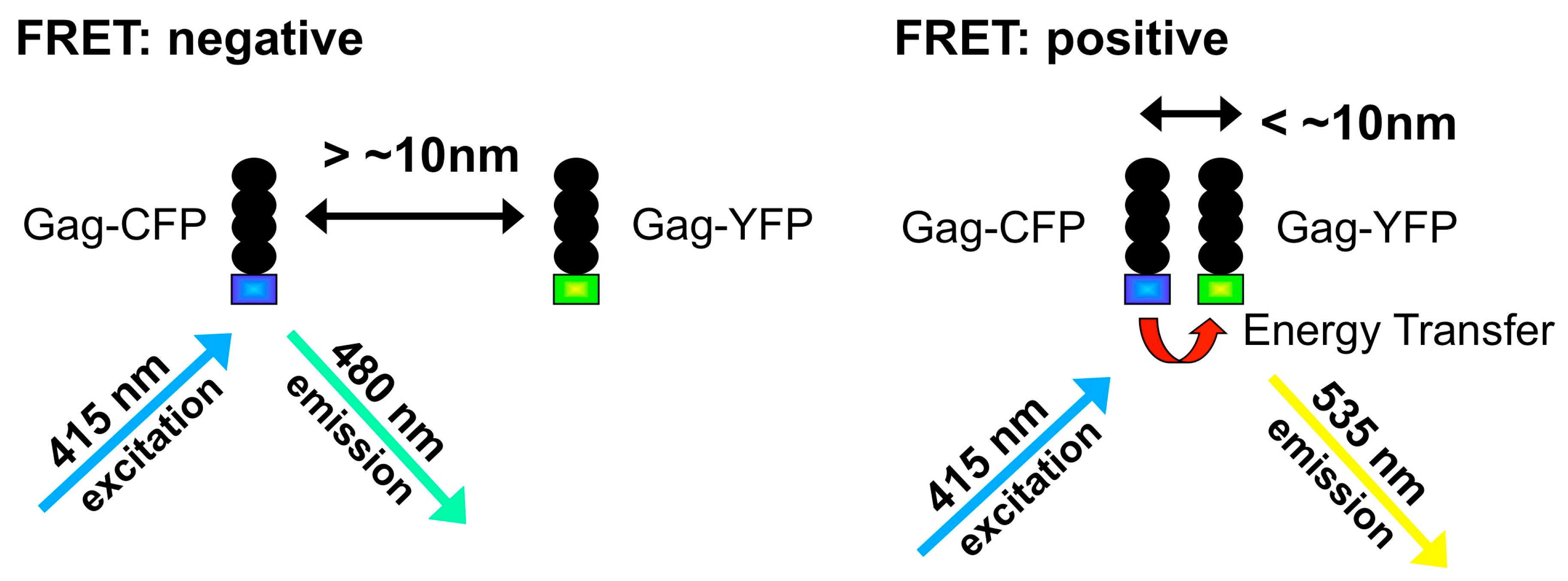 Viruses 03 00770 g001