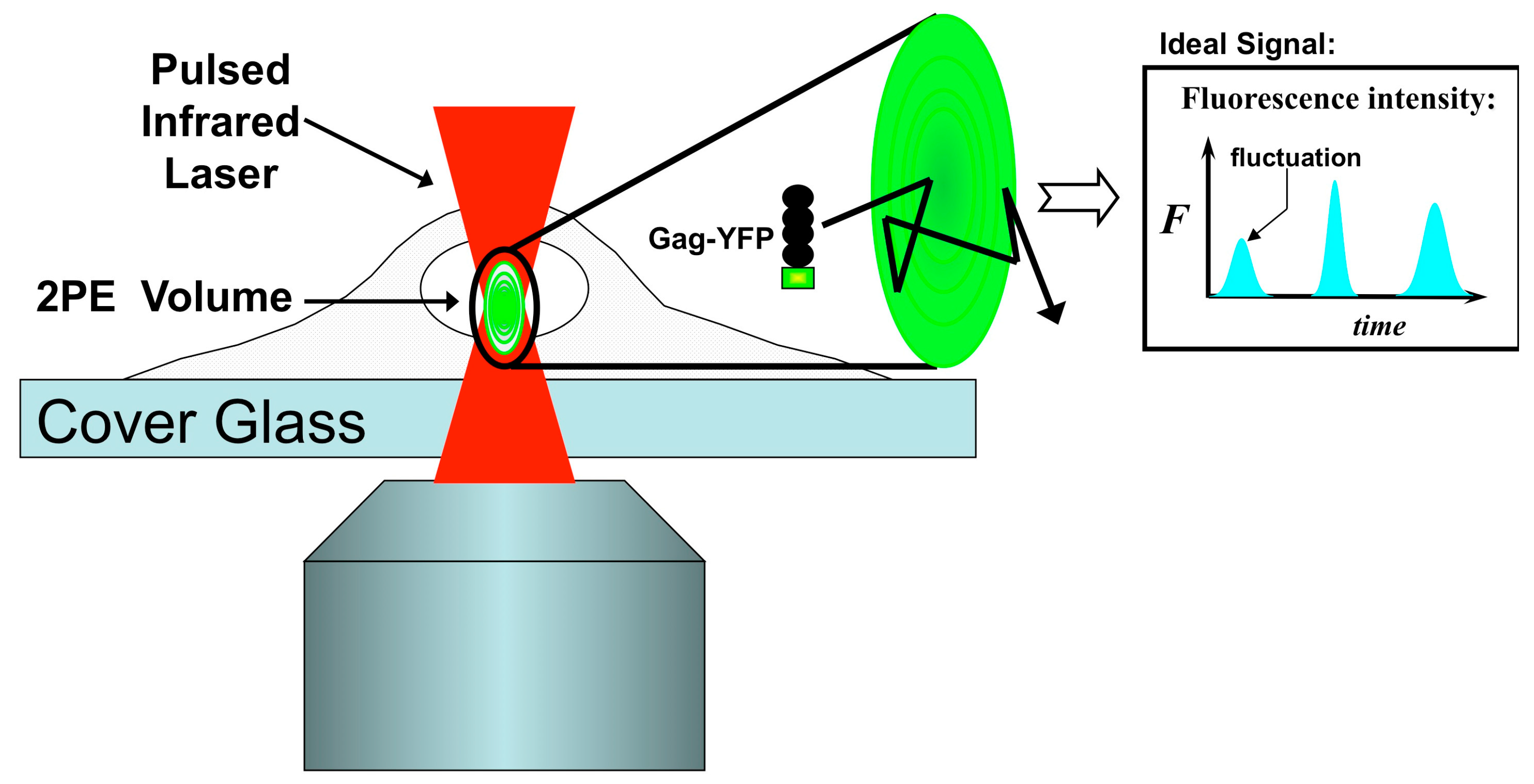 Viruses 03 00770 g003