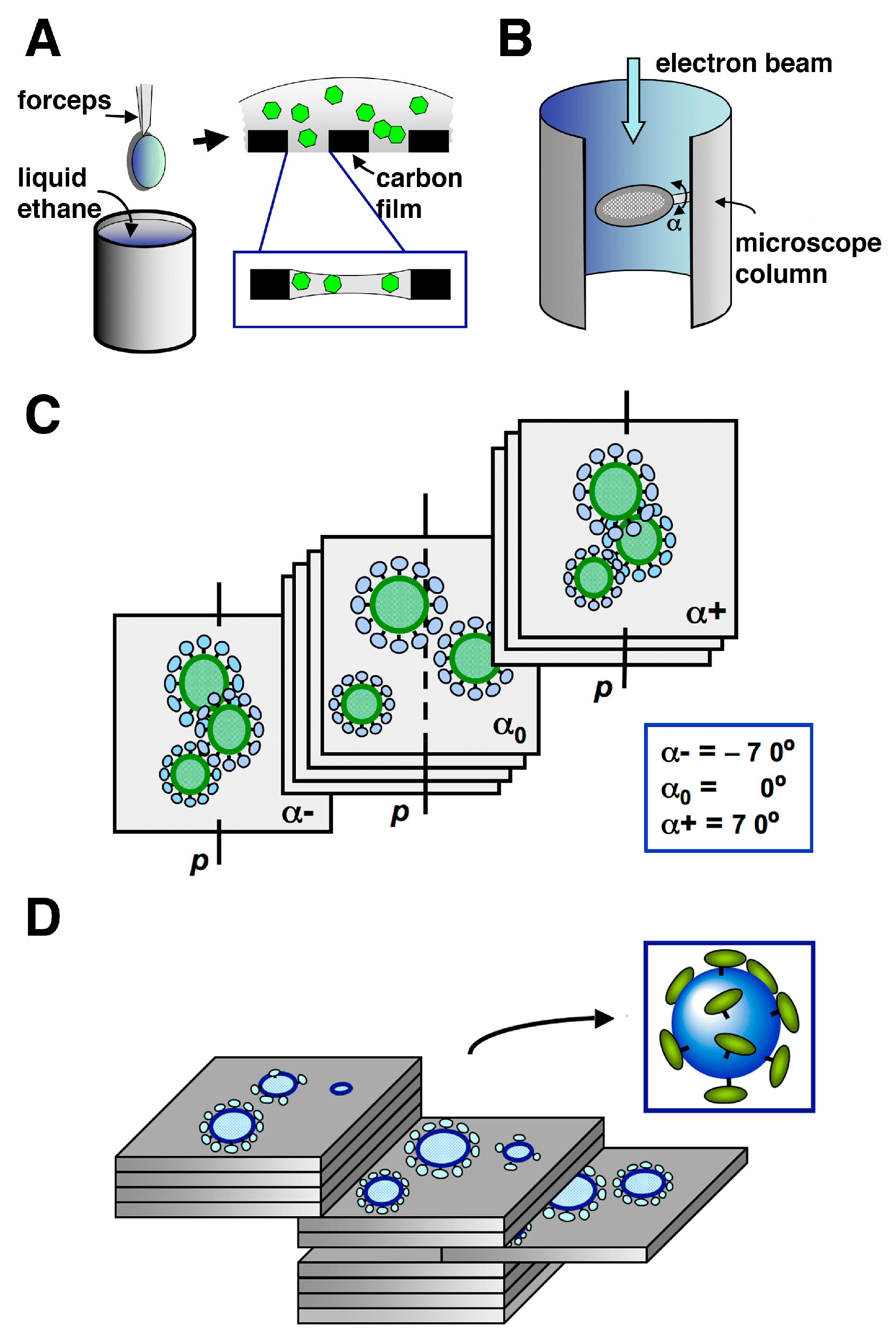 Viruses 03 00770 g004