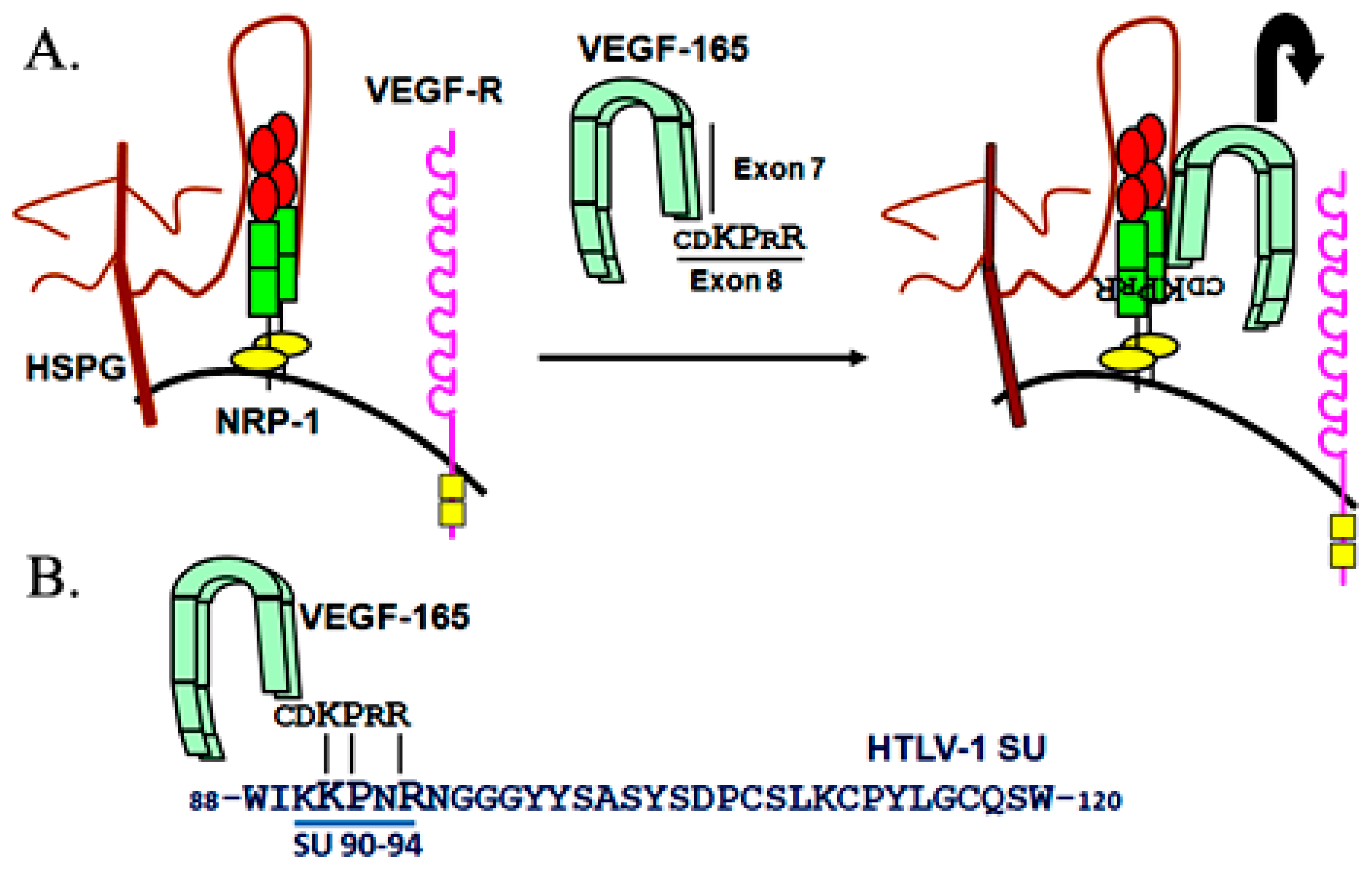 Viruses 03 00794 g001