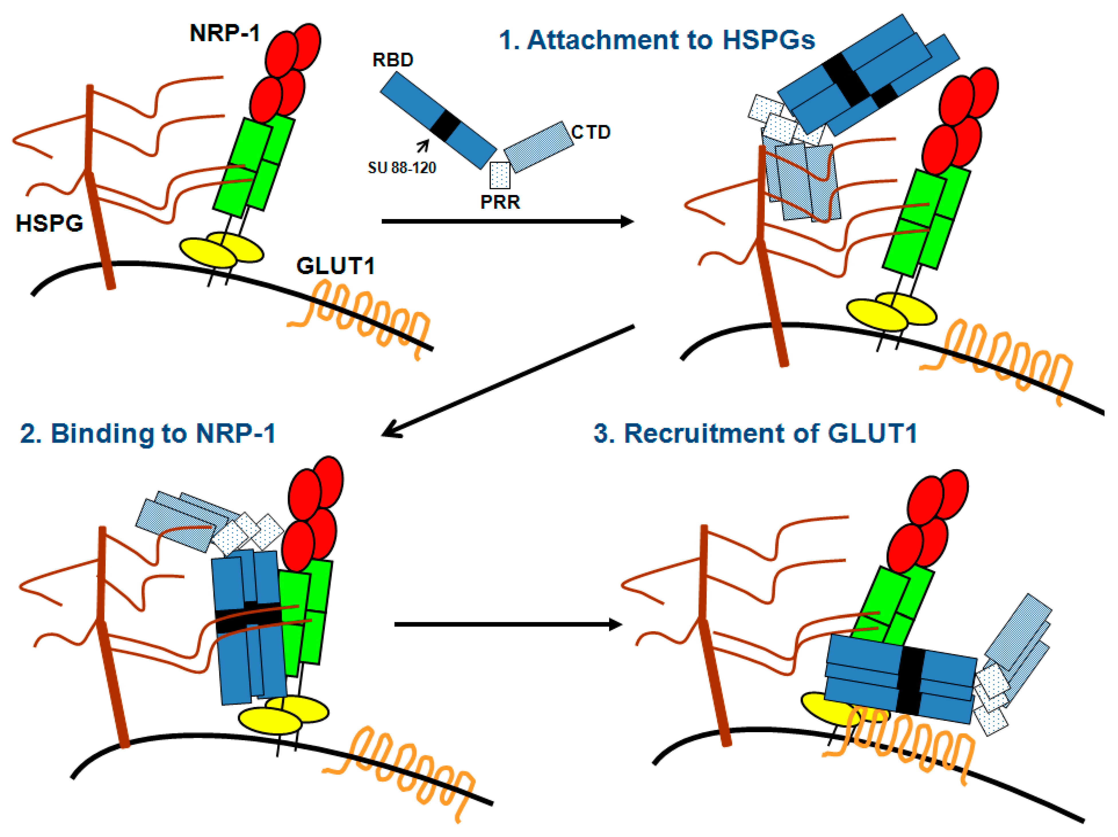 Viruses 03 00794 g002