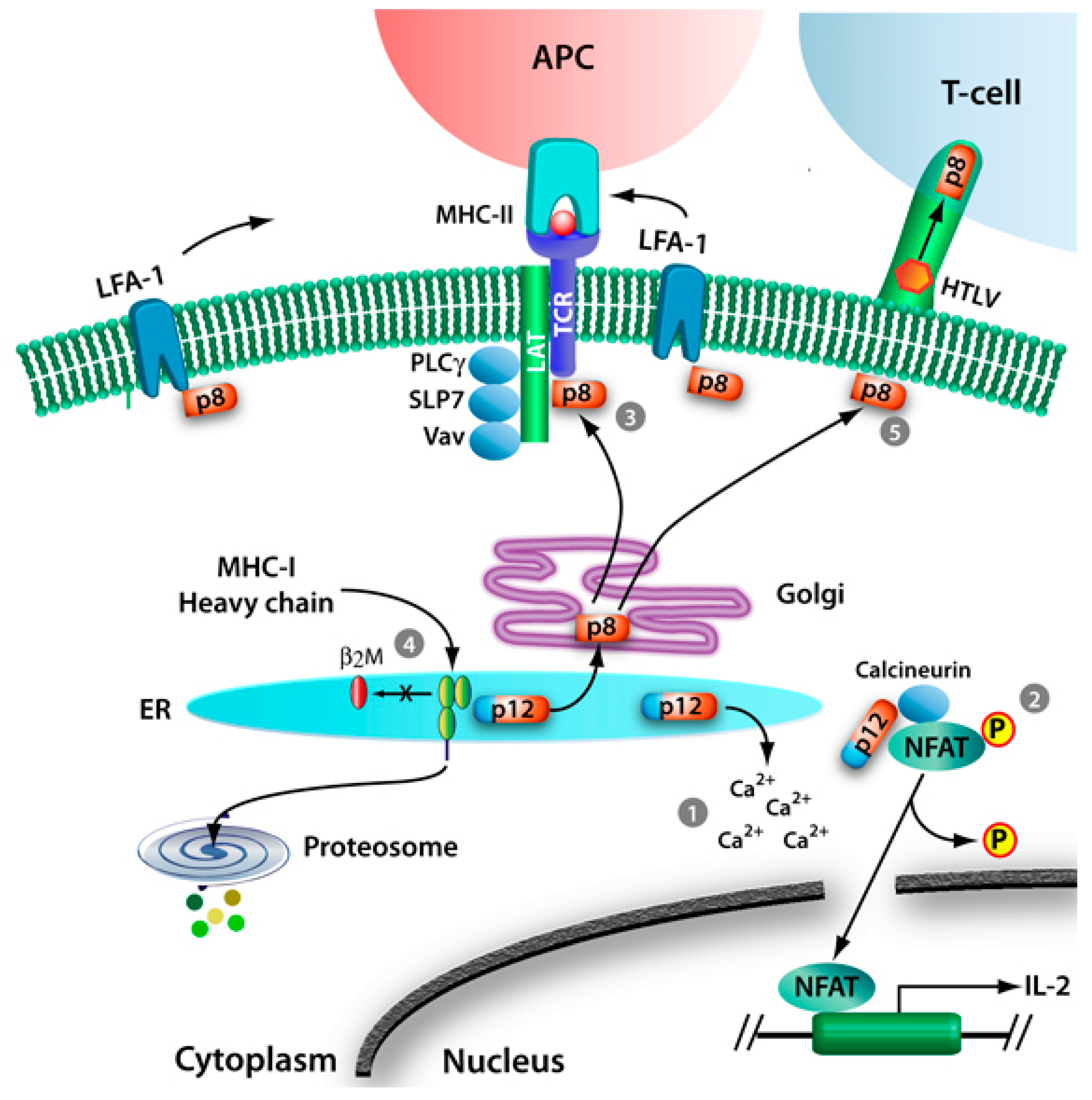 Viruses 03 00861 g002