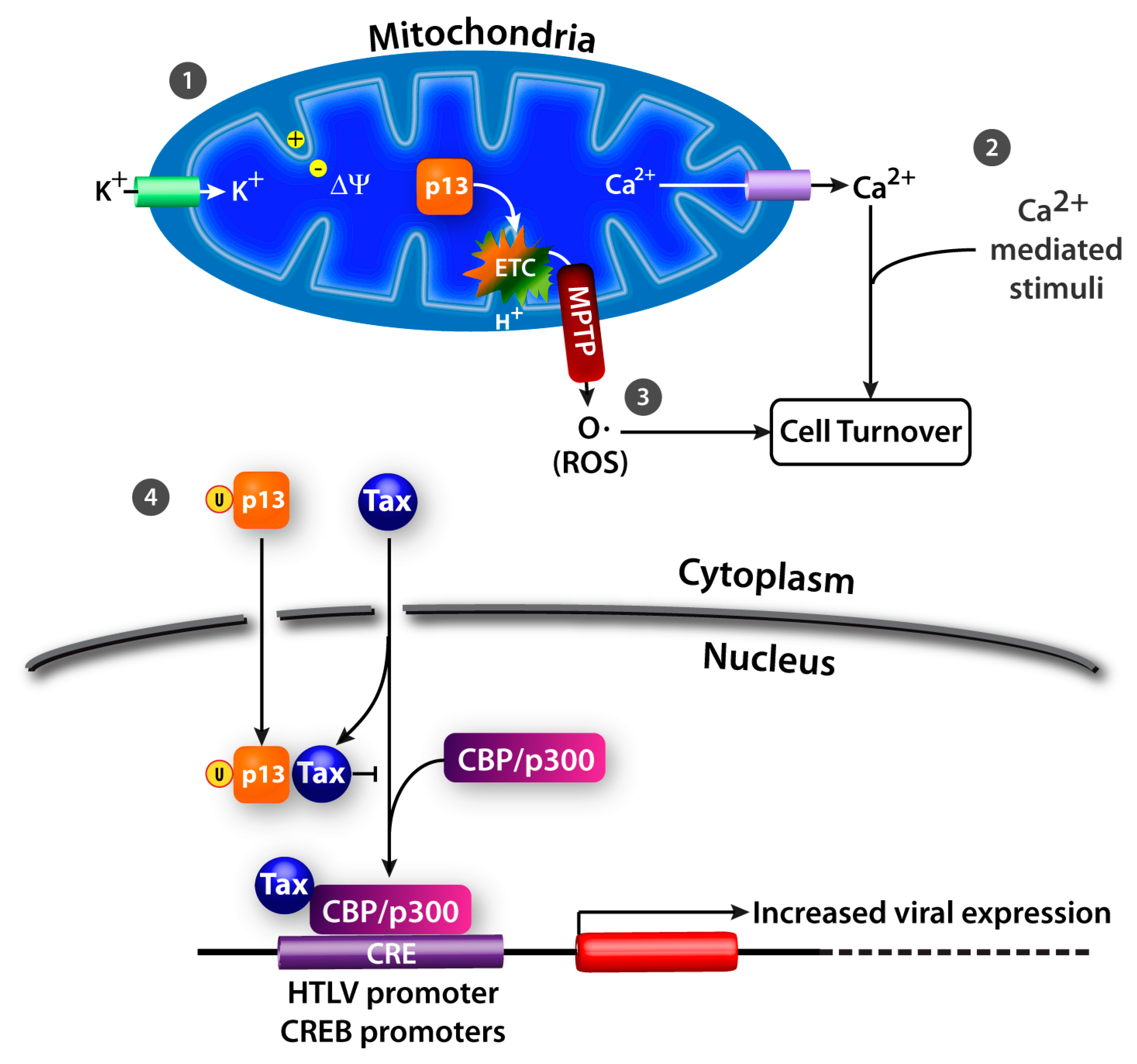 Viruses 03 00861 g004