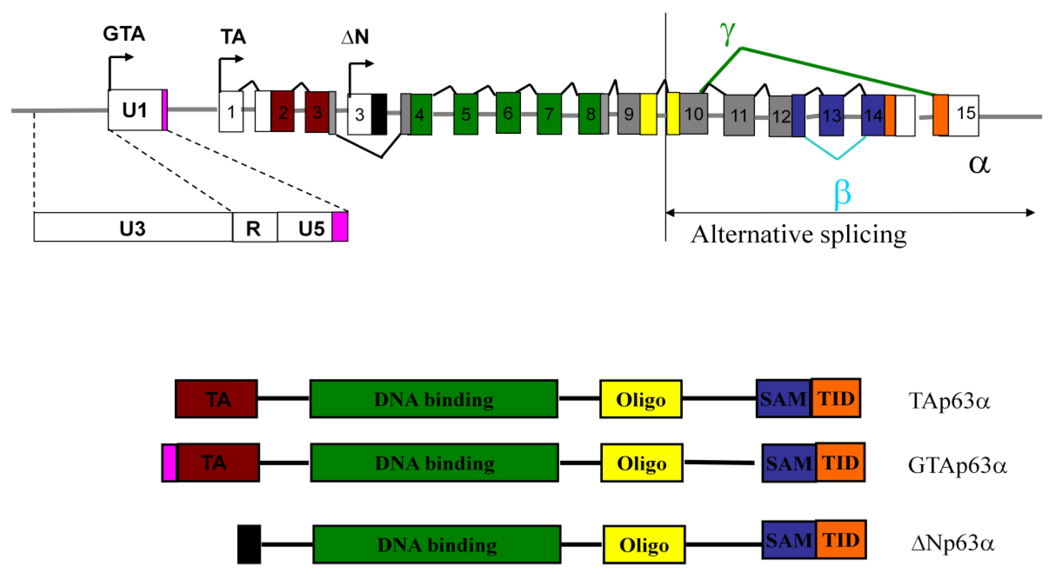 Viruses 03 00901 g001