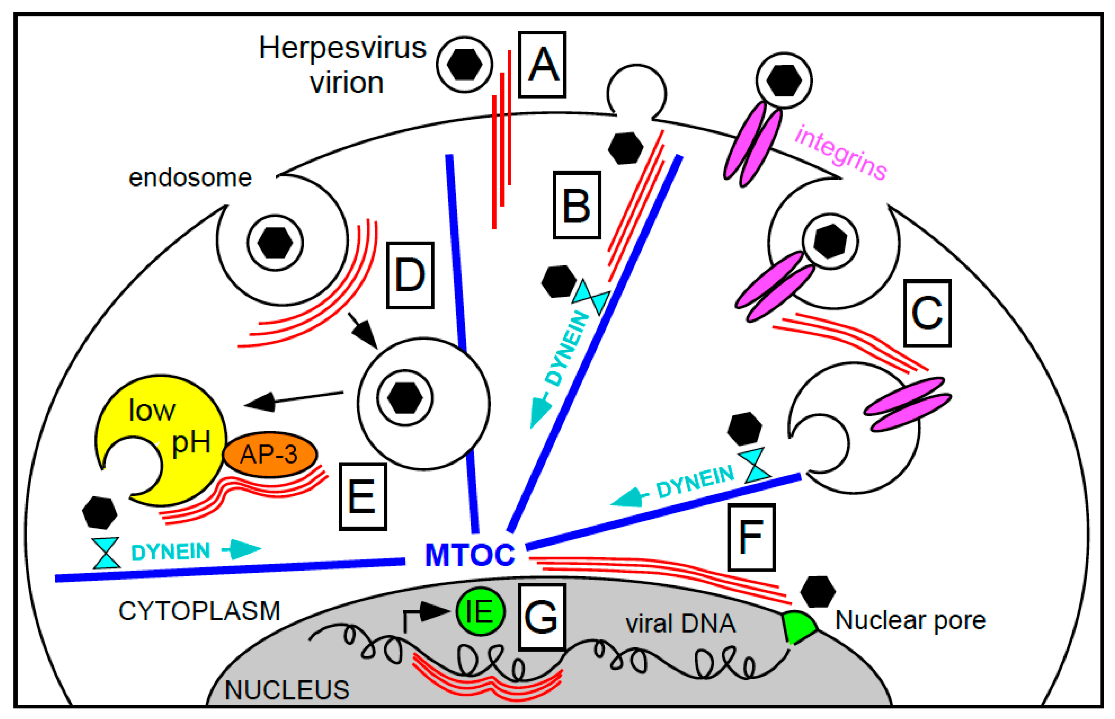 Viruses 03 01015 g001