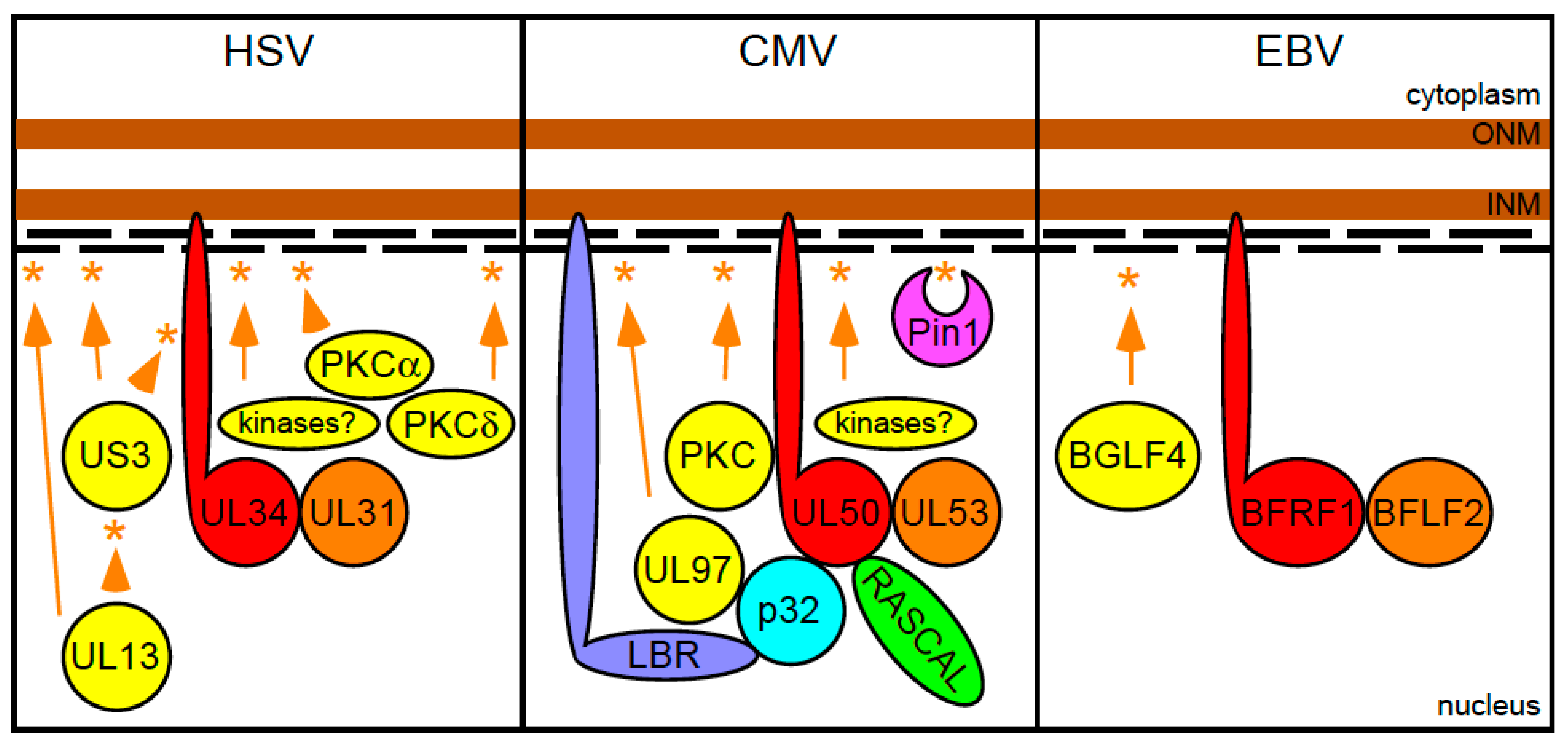 Viruses 03 01015 g002