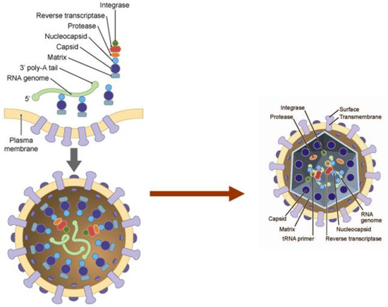 Viruses 03 01131 g002